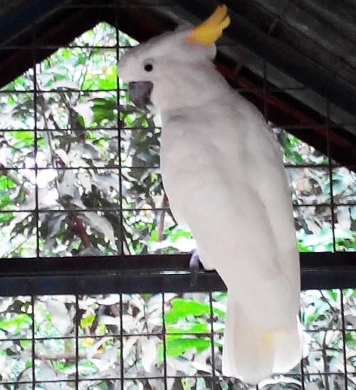 Protected Animal Trader in Barito Arrested (October 5, 2016)